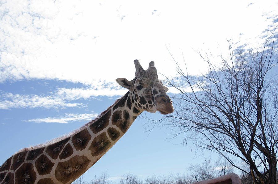 Giraffe against sky Photograph by Erik Burg