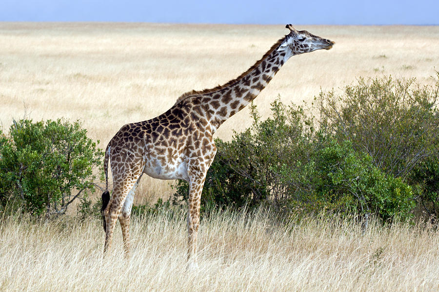 Giraffe Photograph by Aivar Mikko