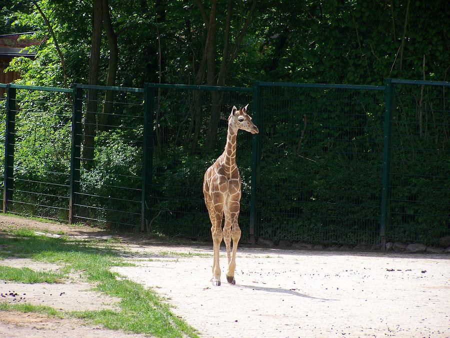 Giraffe Photograph By Amelia Romanowska Fine Art America 6233