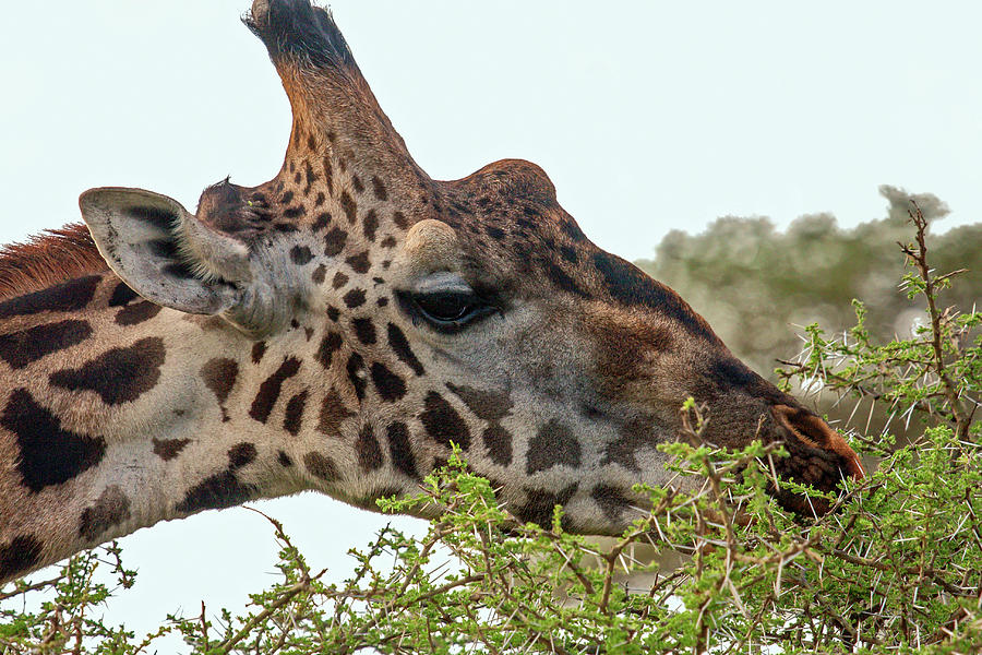 Giraffe Among Thorns Photograph by Sally Weigand