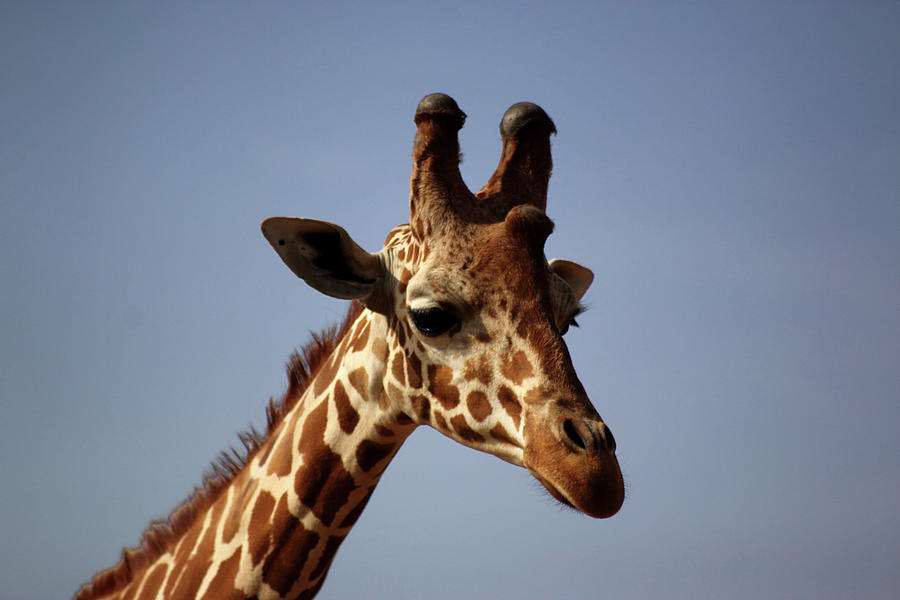 Giraffe Photograph by Anastasia Fragkou - Fine Art America