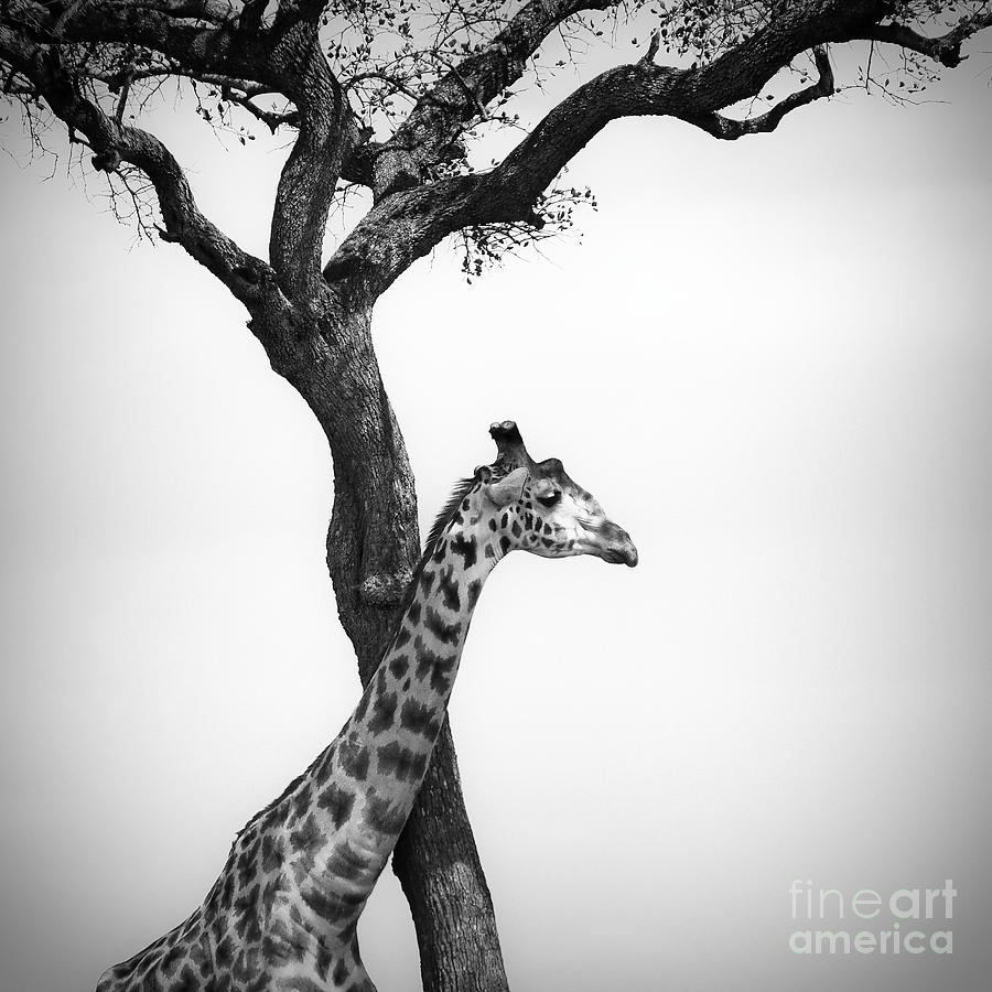 Wildlife Photograph - Giraffe And A Tree by Konstantin Kalishko