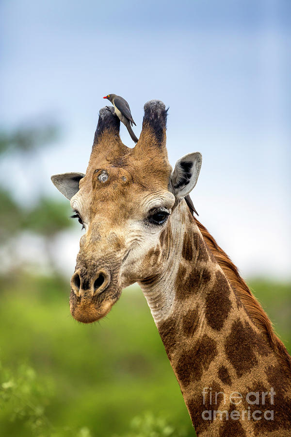 Giraffe and his oxpecker Photograph by Daryl L Hunter - Fine Art America