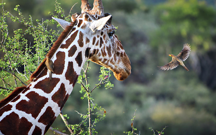 Giraffe and Oxpecker Photograph by Vicki Jauron - Fine Art America