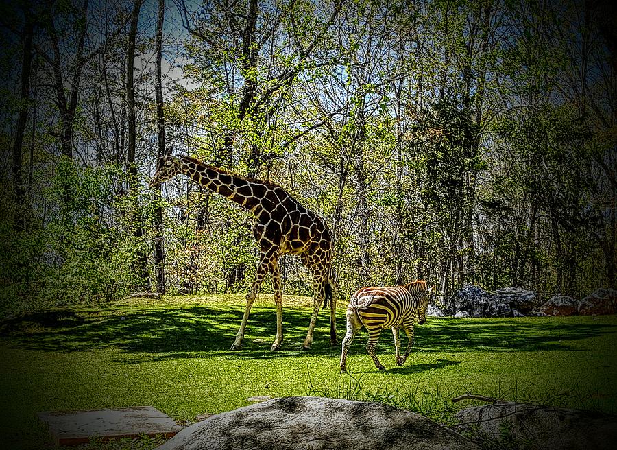 Giraffe Photograph - Giraffe and Zebra  by Codi Gadd