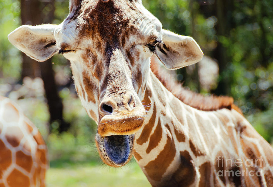 Giraffe Photograph by Andrea Anderegg