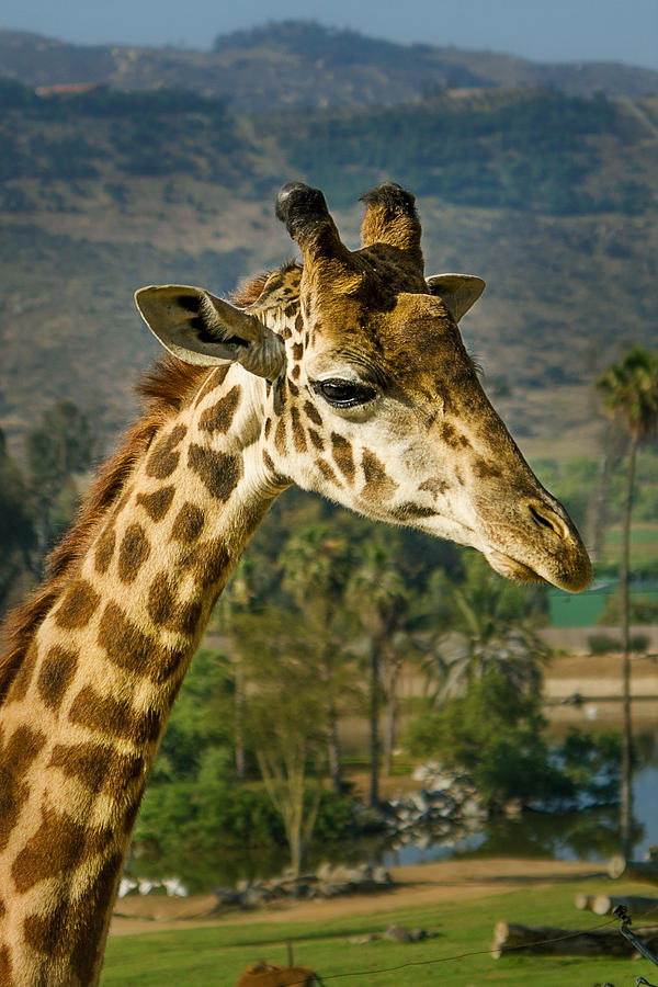 Giraffe Photograph by April Reppucci