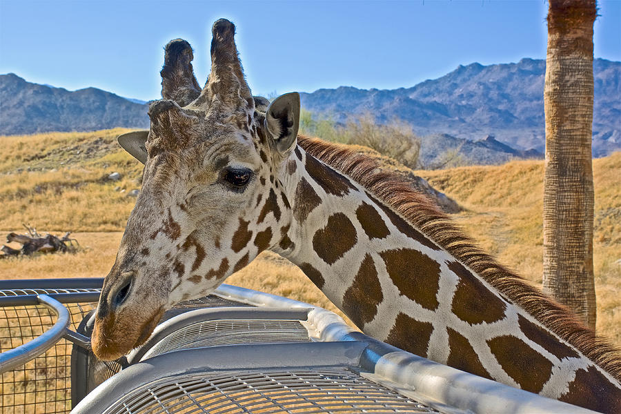 Giraffe at Feeding Station in Living Desert Zoo and Gardens in Palm Desert-California Photograph by Ruth Hager