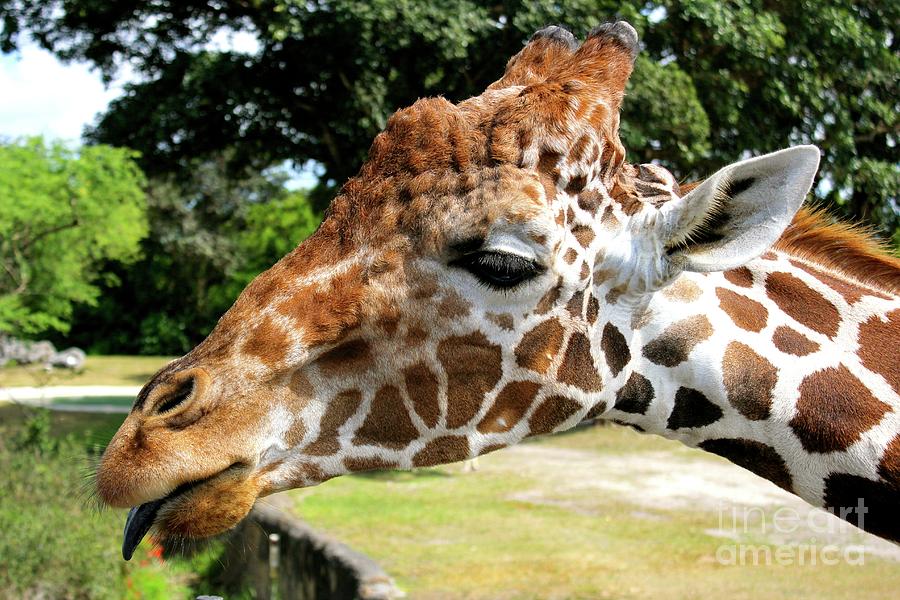 Giraffe at Miami Zoo Photograph by Robert Torres