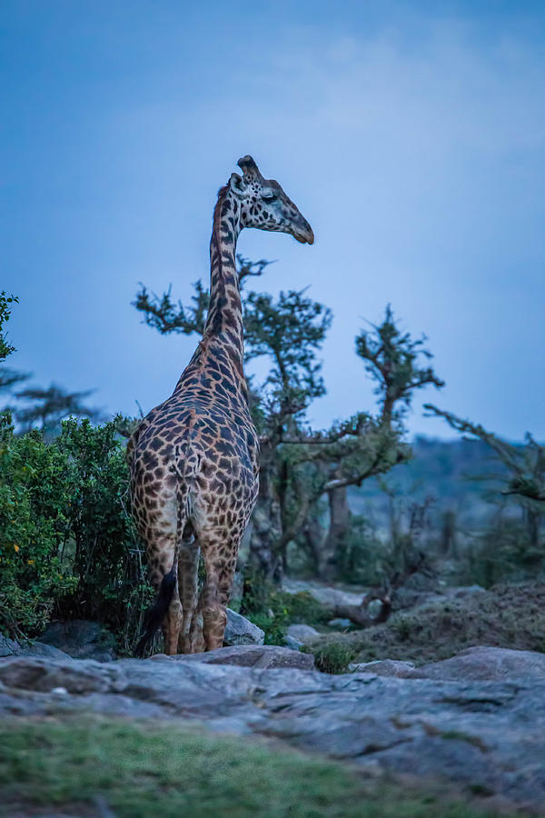 Giraffe at Sundown  Photograph by Bryan Moore
