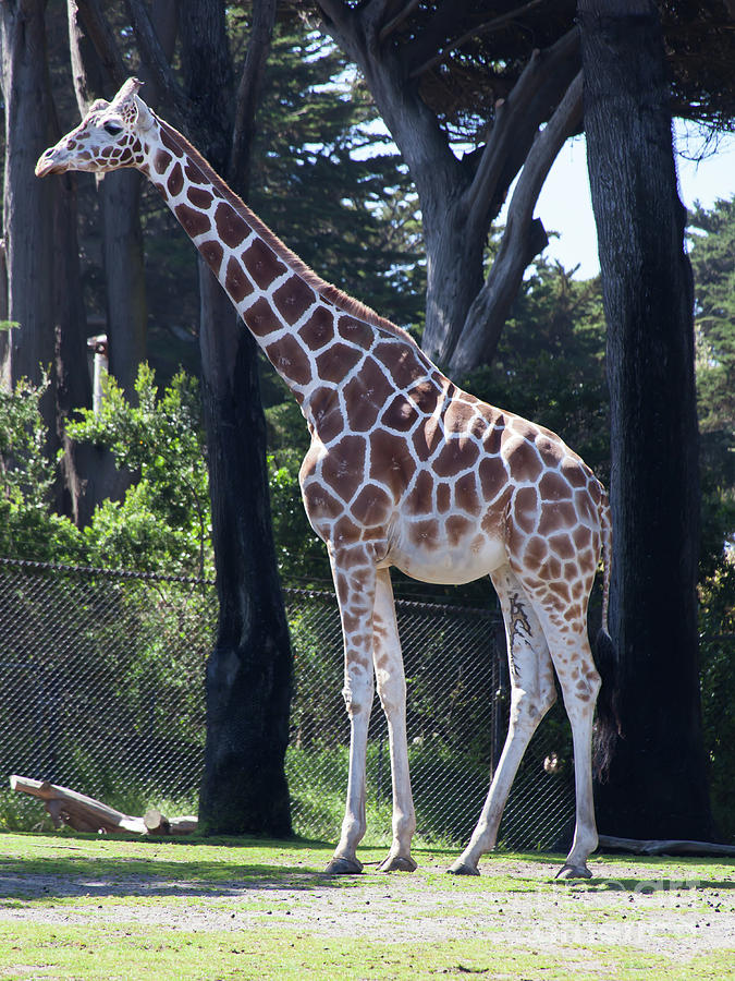Giraffe At The San Francisco Zoo San Francisco California 5D3140 Photograph by Wingsdomain Art and Photography