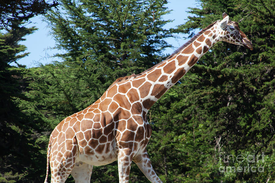 Giraffe At The San Francisco Zoo San Francisco California 5D3145 Photograph by Wingsdomain Art and Photography