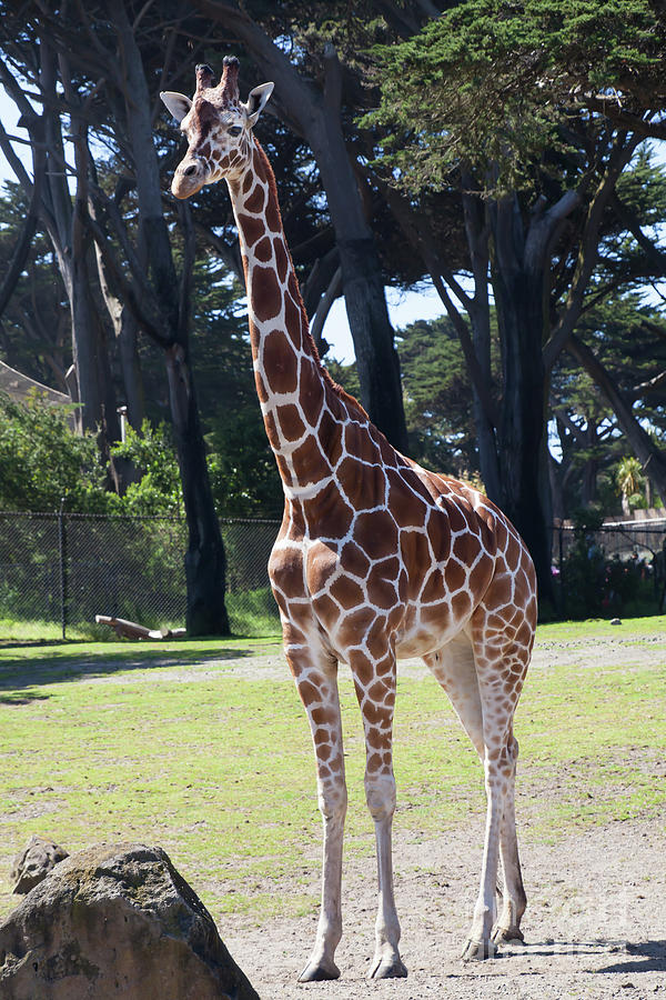 Giraffe At The San Francisco Zoo San Francisco California 5D3153 Photograph by Wingsdomain Art and Photography