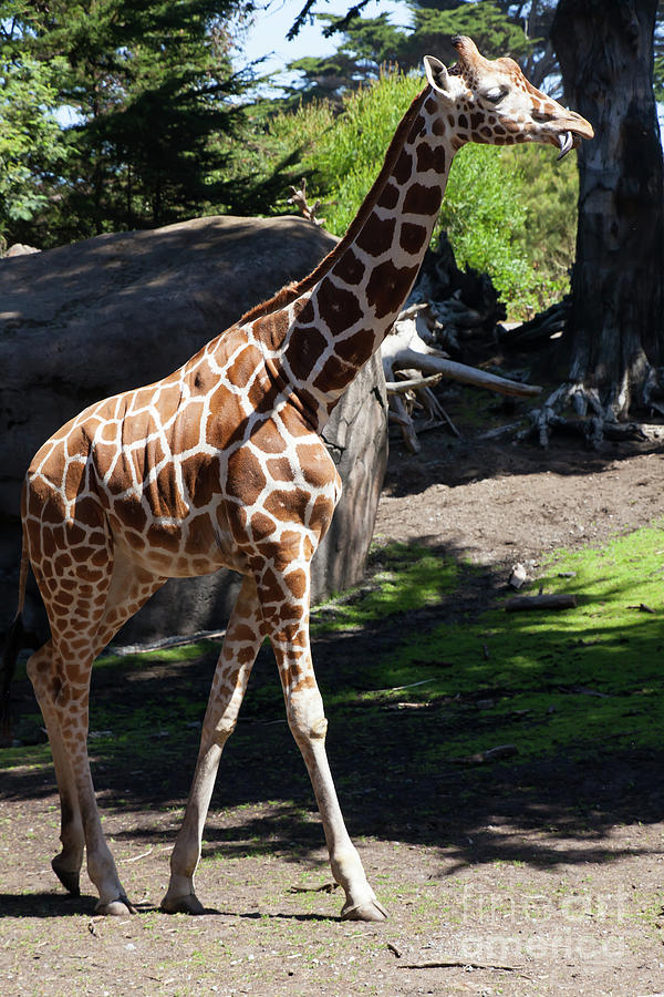 Giraffe At The San Francisco Zoo San Francisco California 5D3163 Photograph by Wingsdomain Art and Photography