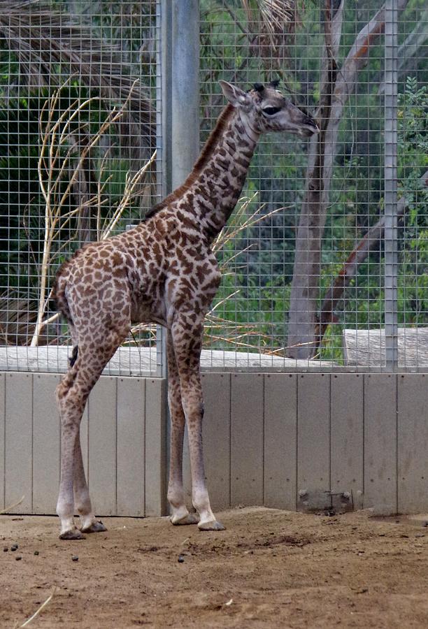 Giraffe Baby SD Zoo 2015 Photograph by Phyllis Spoor