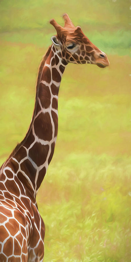 Giraffe - Backward Glance Photograph by Tom Mc Nemar
