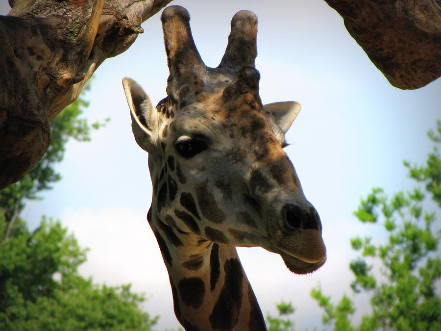 Giraffe Photograph by Beth Vincent