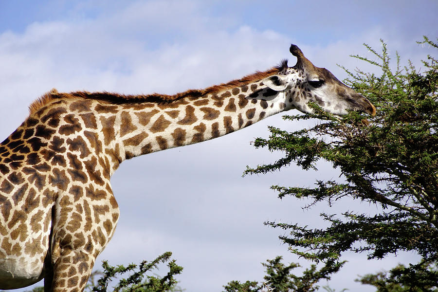 Giraffe biting thorn tree Photograph by Dennis Cox WorldViews