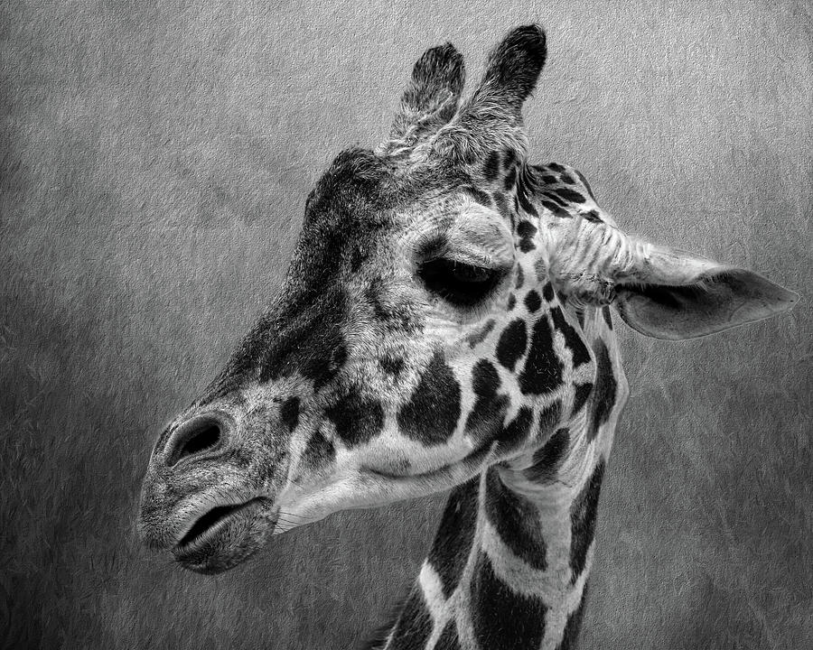 Giraffe Photograph - Giraffe Black and White by Judy Vincent