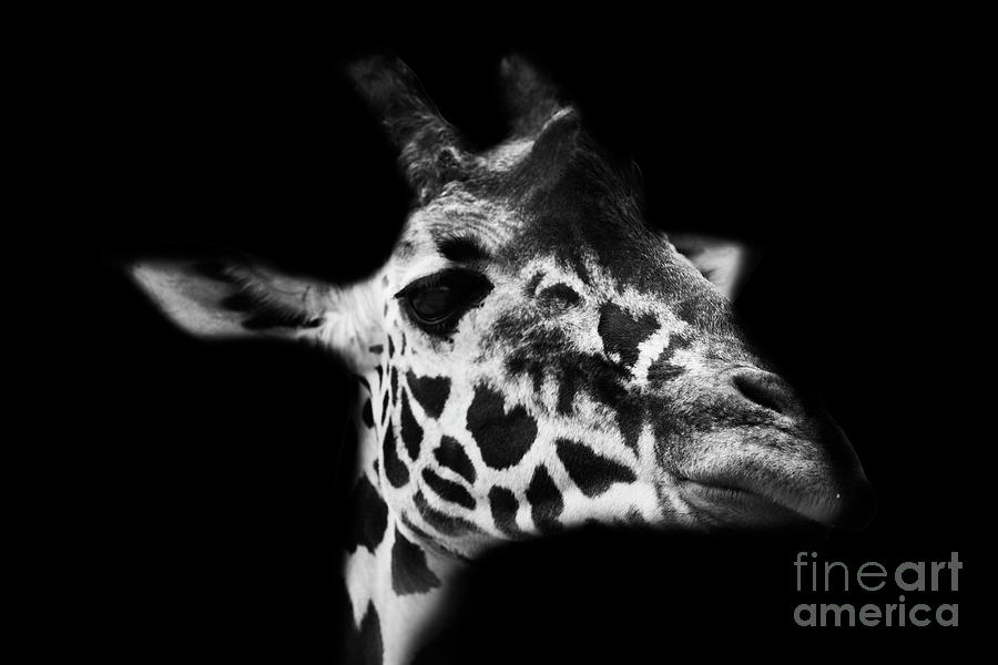 Giraffe Black and White Photograph by Roger Lighterness