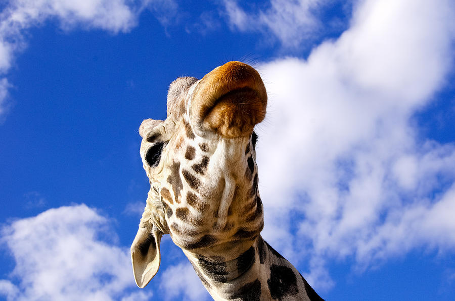 Giraffa Camelopardalis Photograph - Giraffe by Don and Bonnie Fink