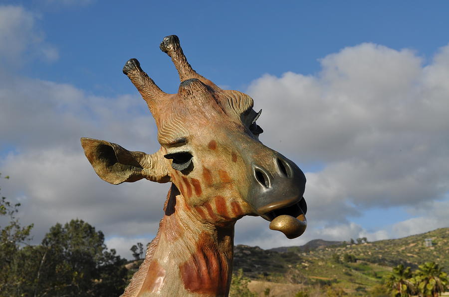 Giraffe Photograph by Bridgette Gomes