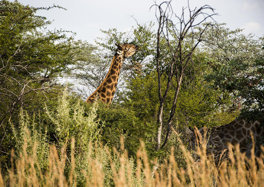 Giraffe browsing Photograph by Patrick Kain