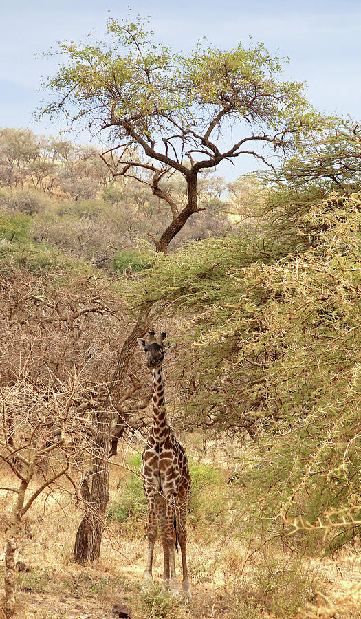 Giraffe Camouflage Photograph by Gill Billington