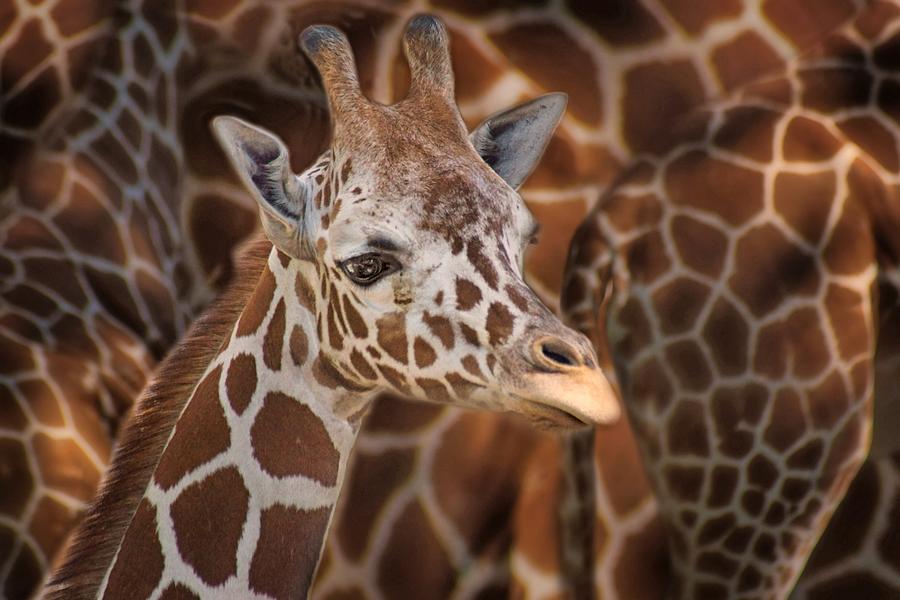 Giraffe - Camouflage Photograph by Nikolyn McDonald