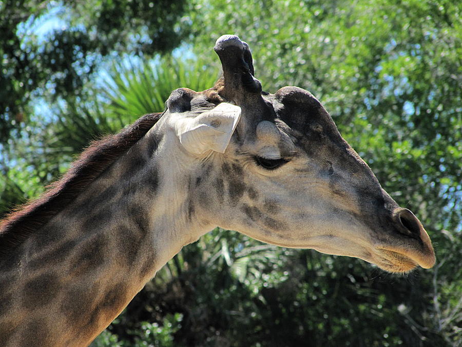 Giraffe  Photograph by Christopher Mercer