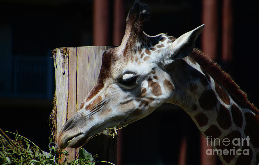 Giraffe Photograph by Cindy Manero