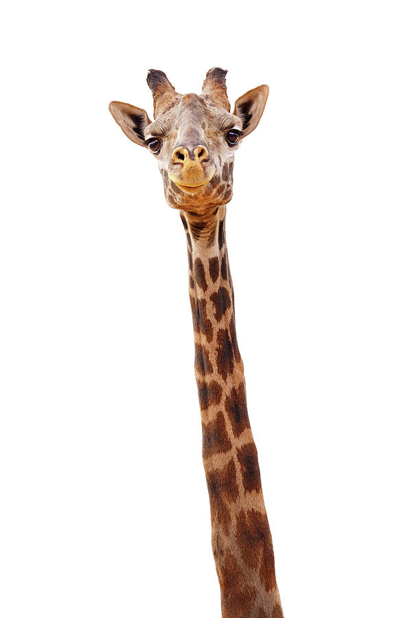 Giraffe Closeup Isolated - Happy Expression Photograph by Good Focused