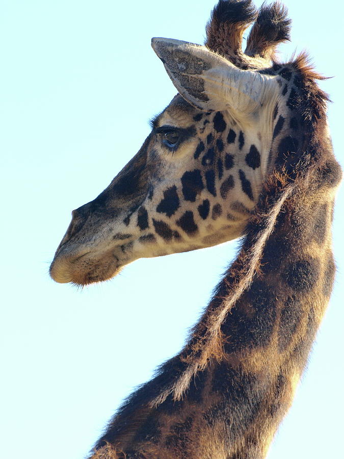 Giraffe Daddy Photograph by Richard Thomas