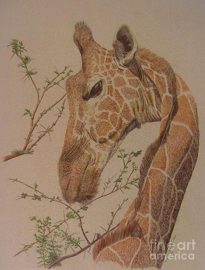 Giraffe Drawing by Dan Hausel | Fine Art America