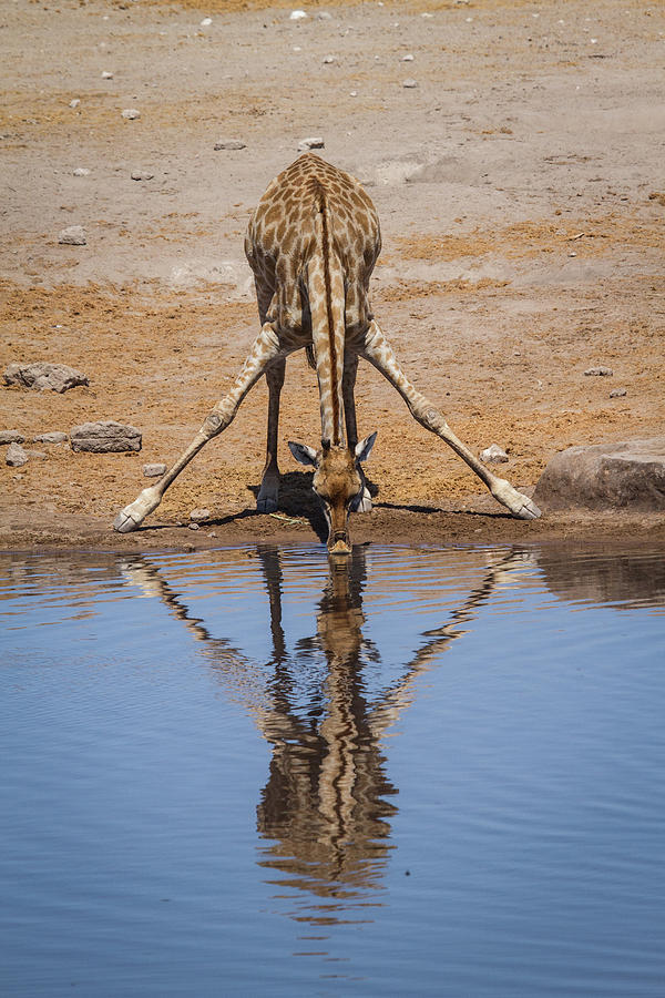 Giraffe Drinking Photograph by Randy Green