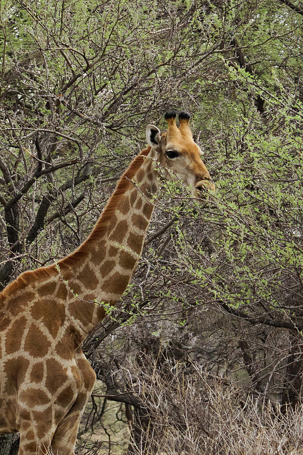 Giraffe Eating Photograph by Ernest Echols