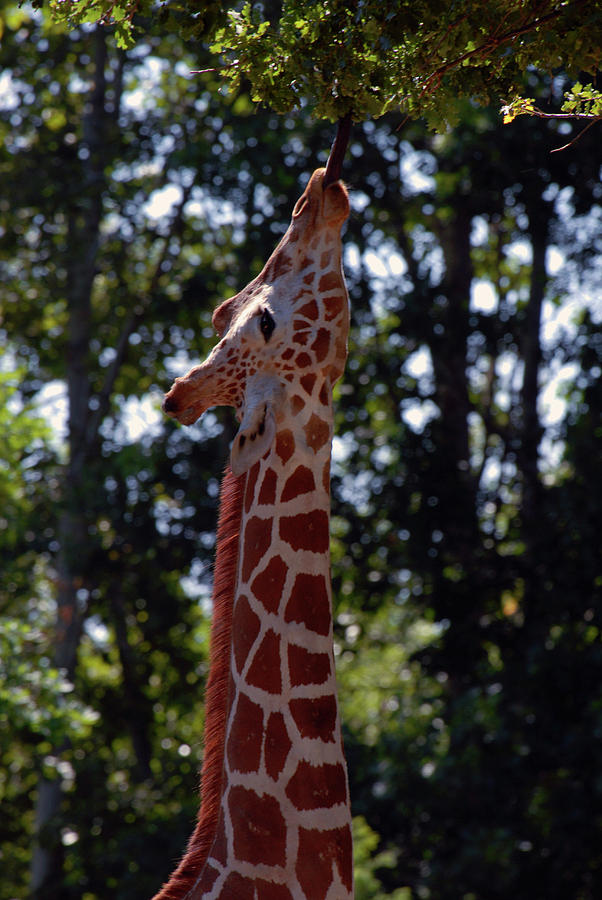 Giraffe Eating Photograph by Michelle Halsey