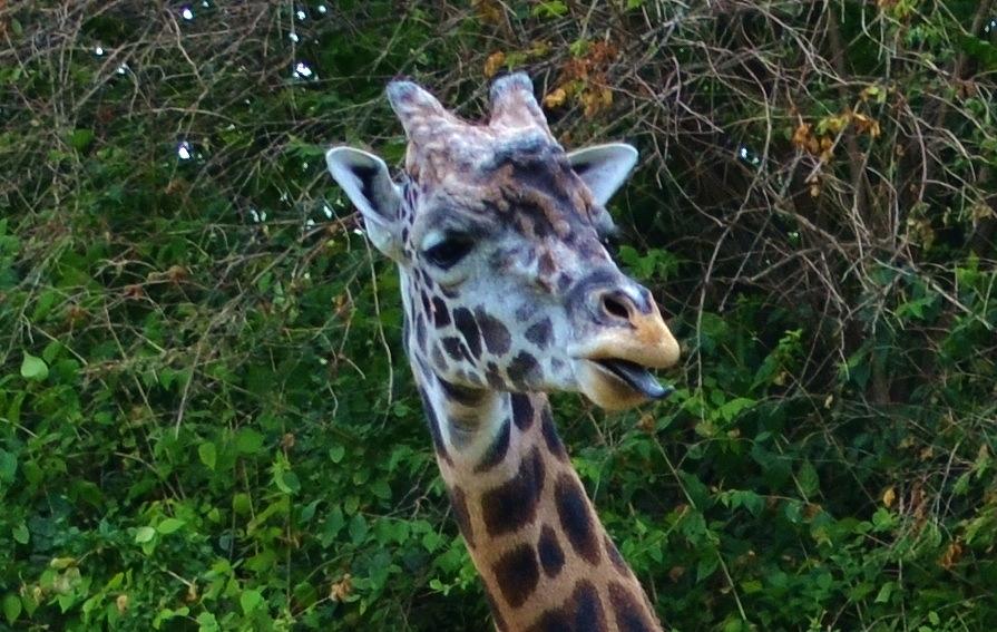 Giraffe Photograph by Eileen Brymer