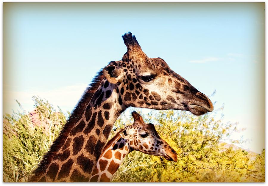Giraffe Encounter Photograph by Barbara Zahno