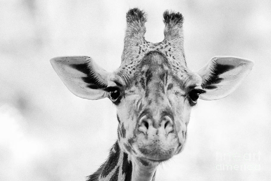 Giraffe Eyes Photograph by Lynn Sprowl
