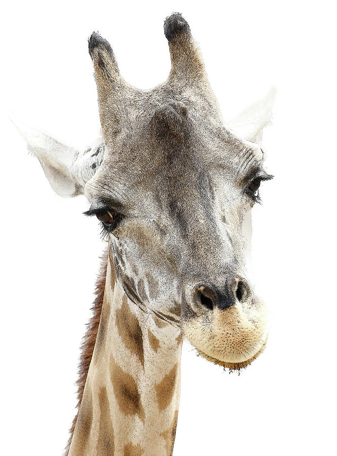 Giraffe Face Photograph by Athena Mckinzie
