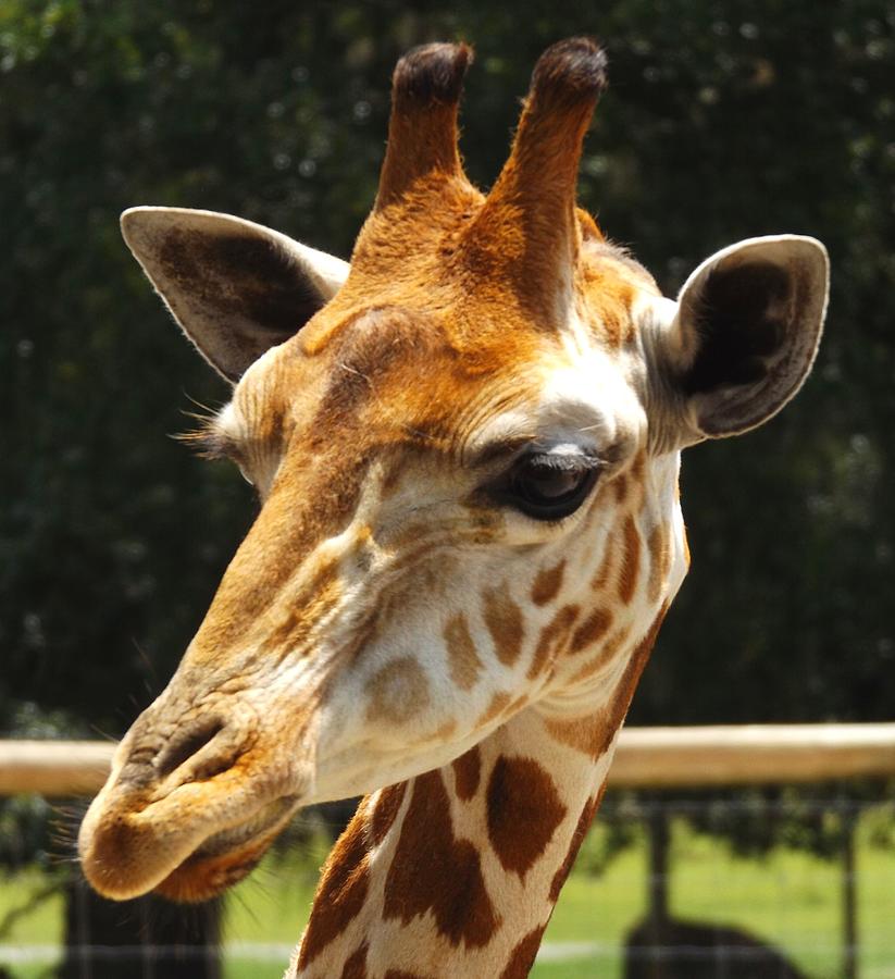 Giraffe Face Photograph by Julie Pappas