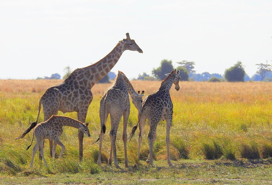 Giraffe Family Photograph by Betty-Anne McDonald