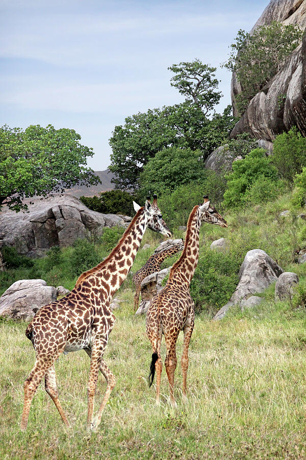 Giraffe Family in Africa Photograph by Gill Billington