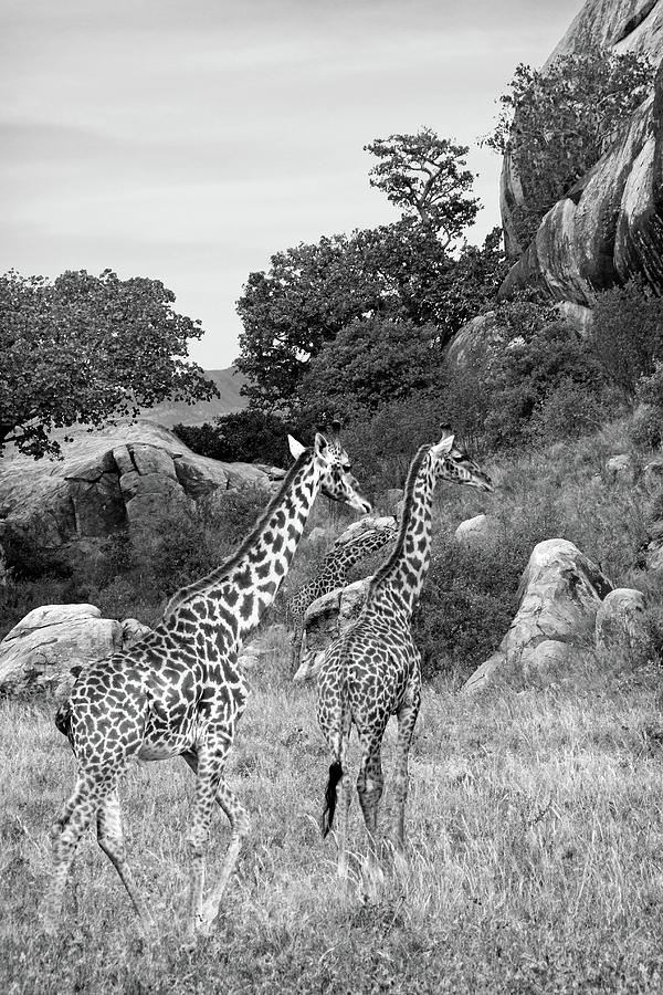 Giraffe Family in Africa in Black and White Photograph by Gill Billington