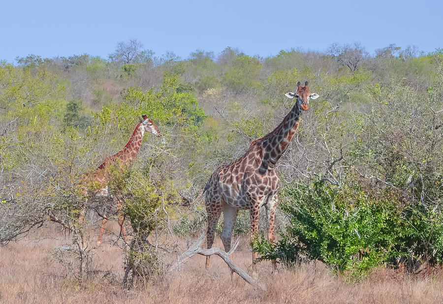 Giraffe Family on Safari Photograph by Jeff at JSJ Photography