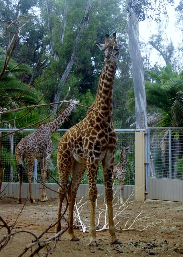 Giraffe Family SD Zoo 1 Photograph by Phyllis Spoor
