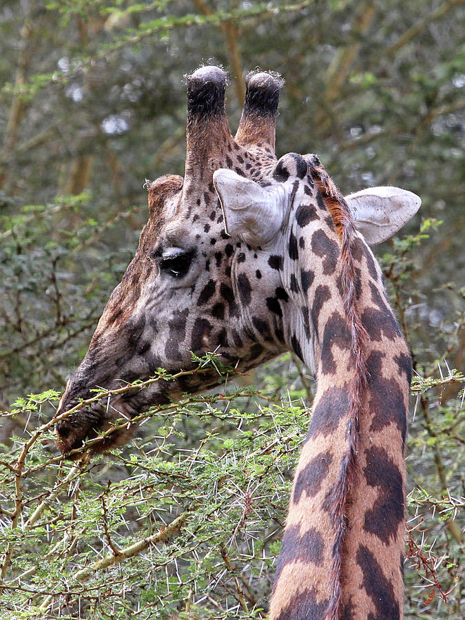 Giraffe Feeding Photograph by Gill Billington