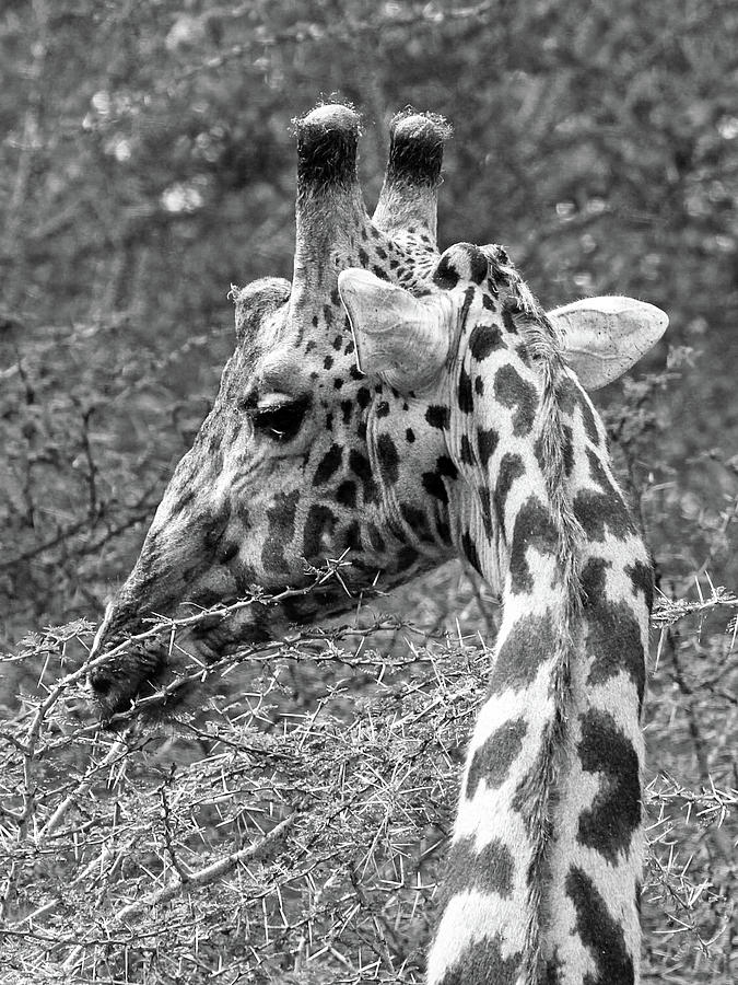 Giraffe Feeding in Black and White Photograph by Gill Billington