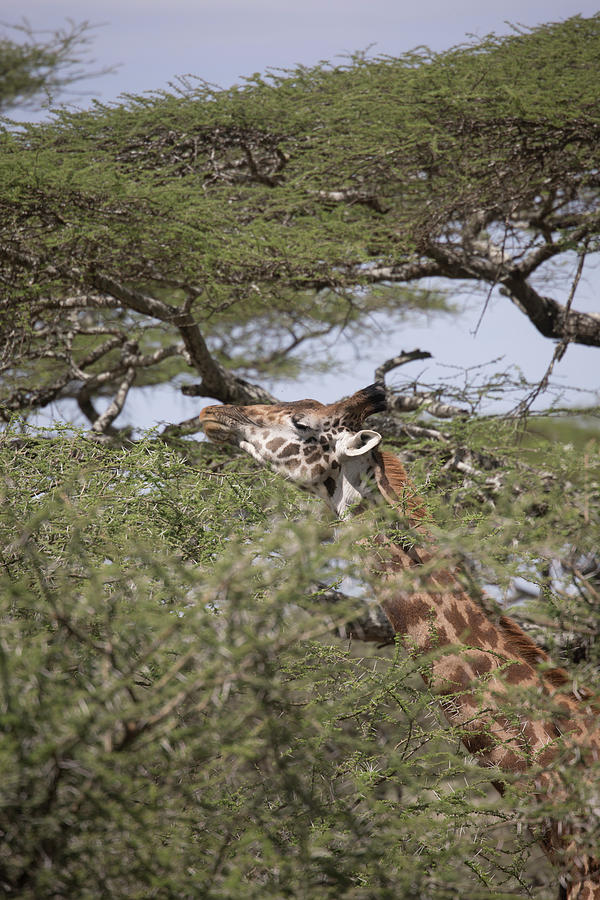 Giraffe feeding on treetop Serengeti, Tanzania Photograph by Karen Foley